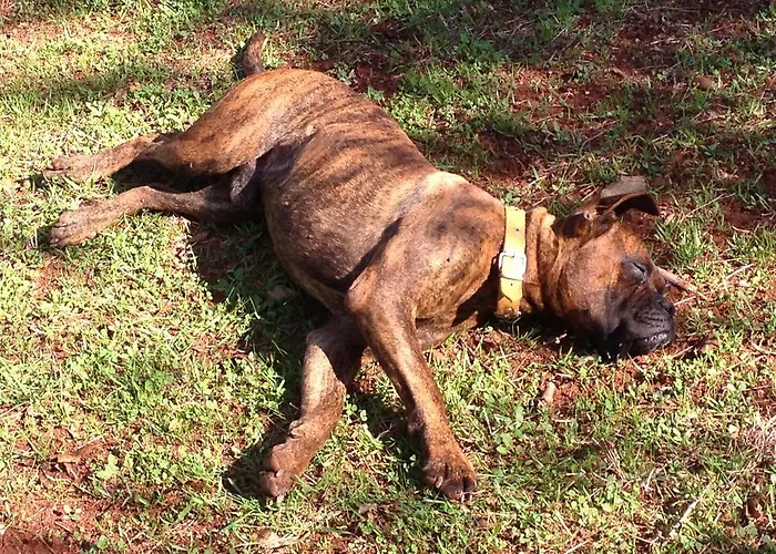 فندق مبيت وإفطار Narnia كاس